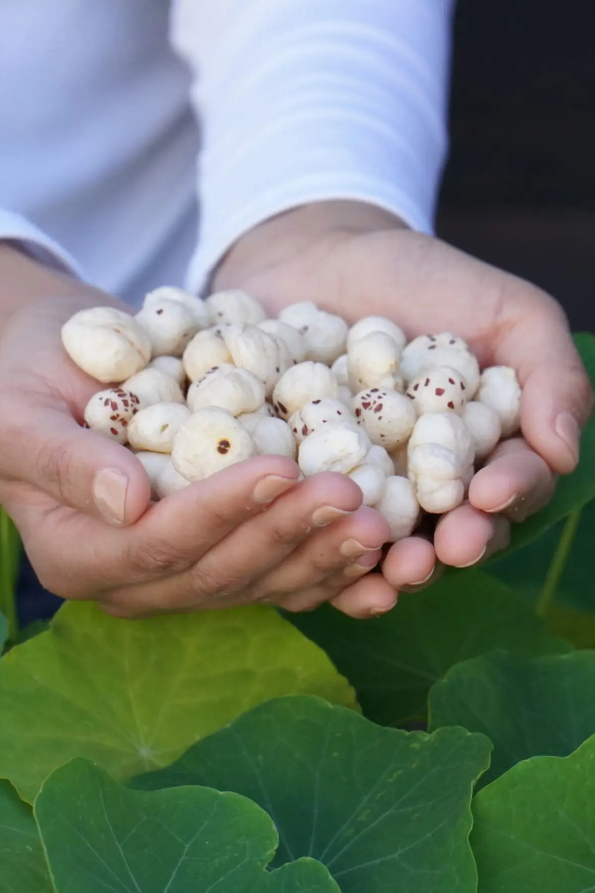 Fresh Makhana Fox Nuts - Natural healthy snack with multiple health benefits